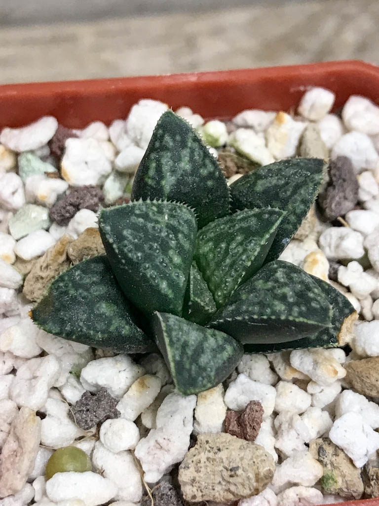 SHPR8703 Haworthia splendens 'Kotohime'