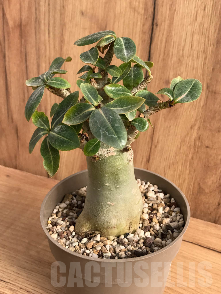 SHPR8707 Adenium ansu baobab