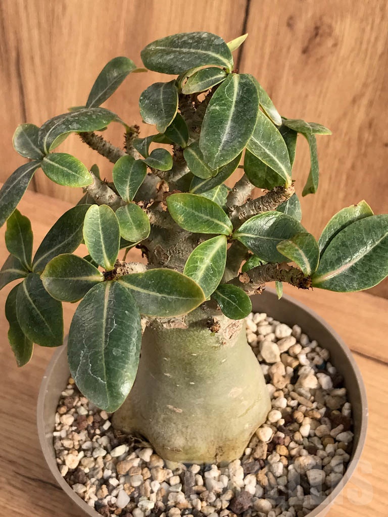 SHPR8707 Adenium ansu baobab - Image 3