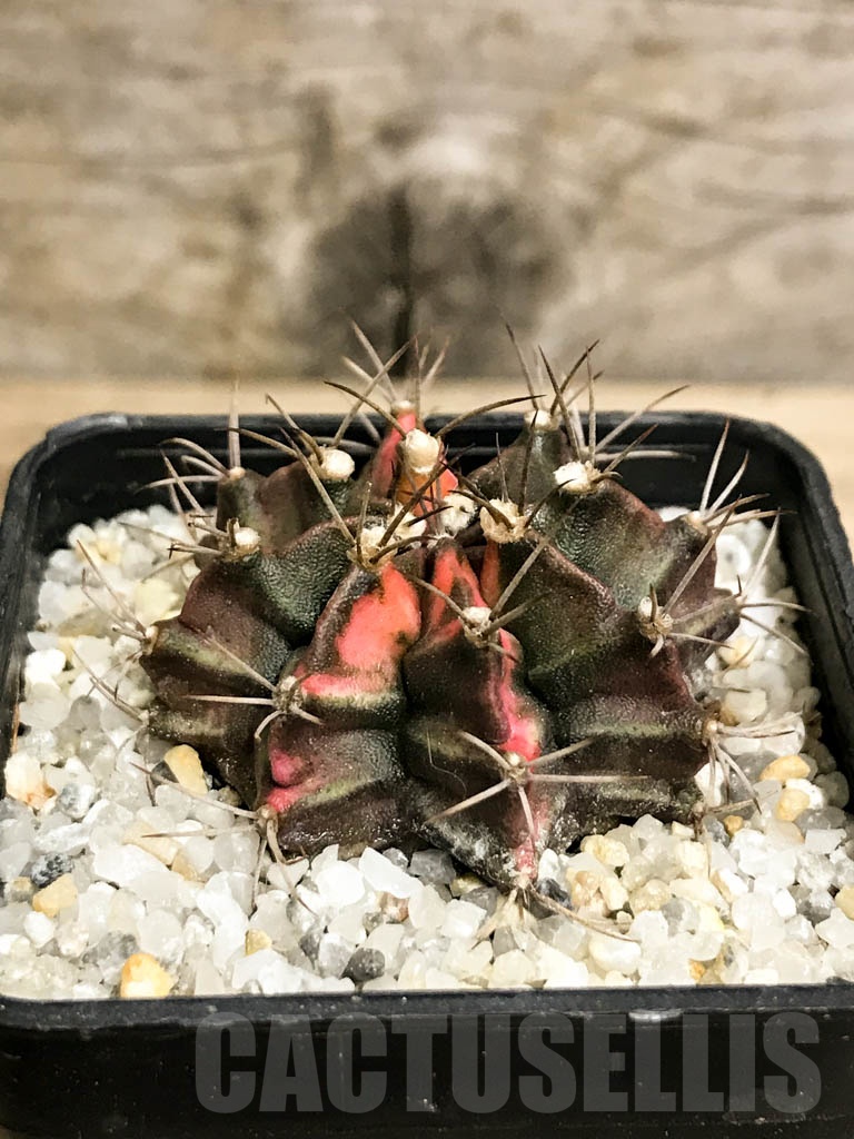 SHPR8711 Gymnocalycium friedrichii variegated - Image 2