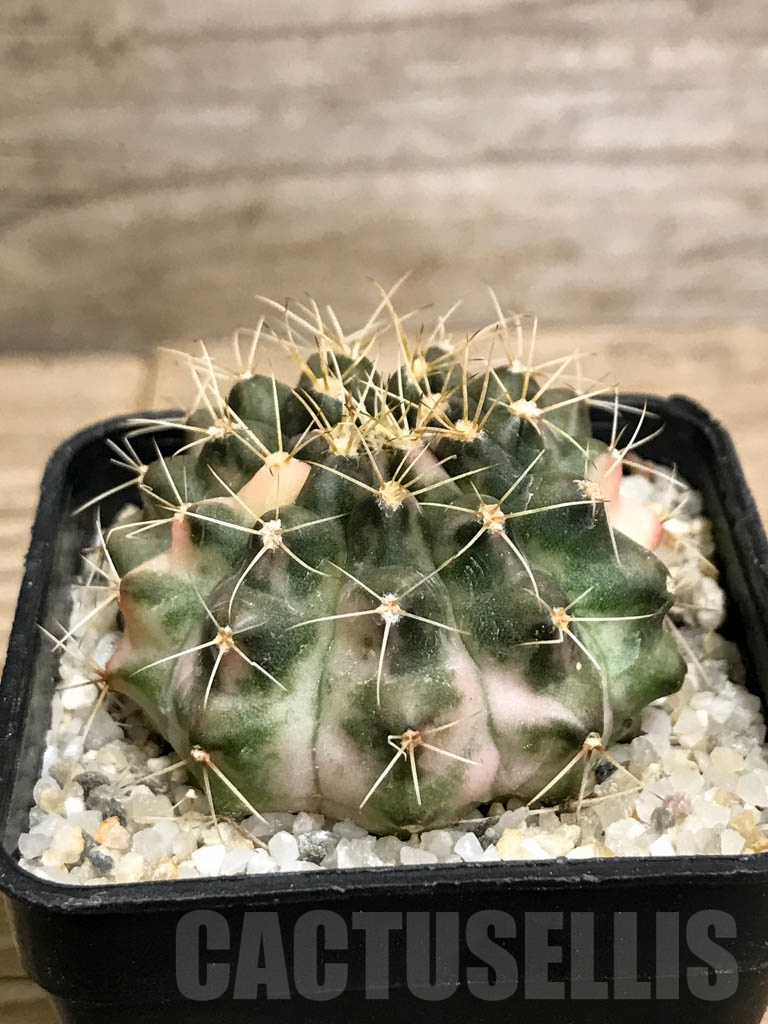 SHPR8712 Gymnocalycium mihanovichii variegated