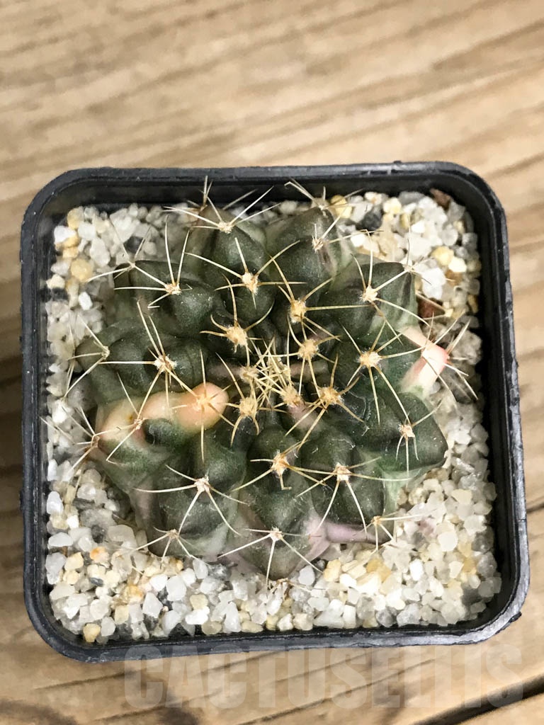 SHPR8712 Gymnocalycium mihanovichii variegated - Image 3