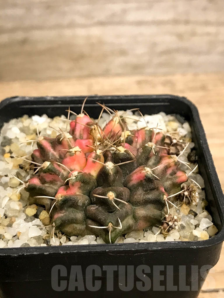 SHPR8713 Gymnocalycium mihanovichii variegated - Image 2