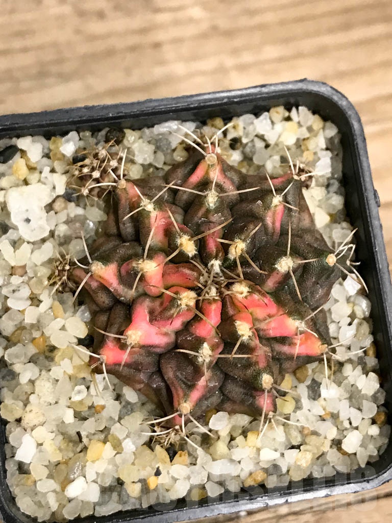 SHPR8713 Gymnocalycium mihanovichii variegated