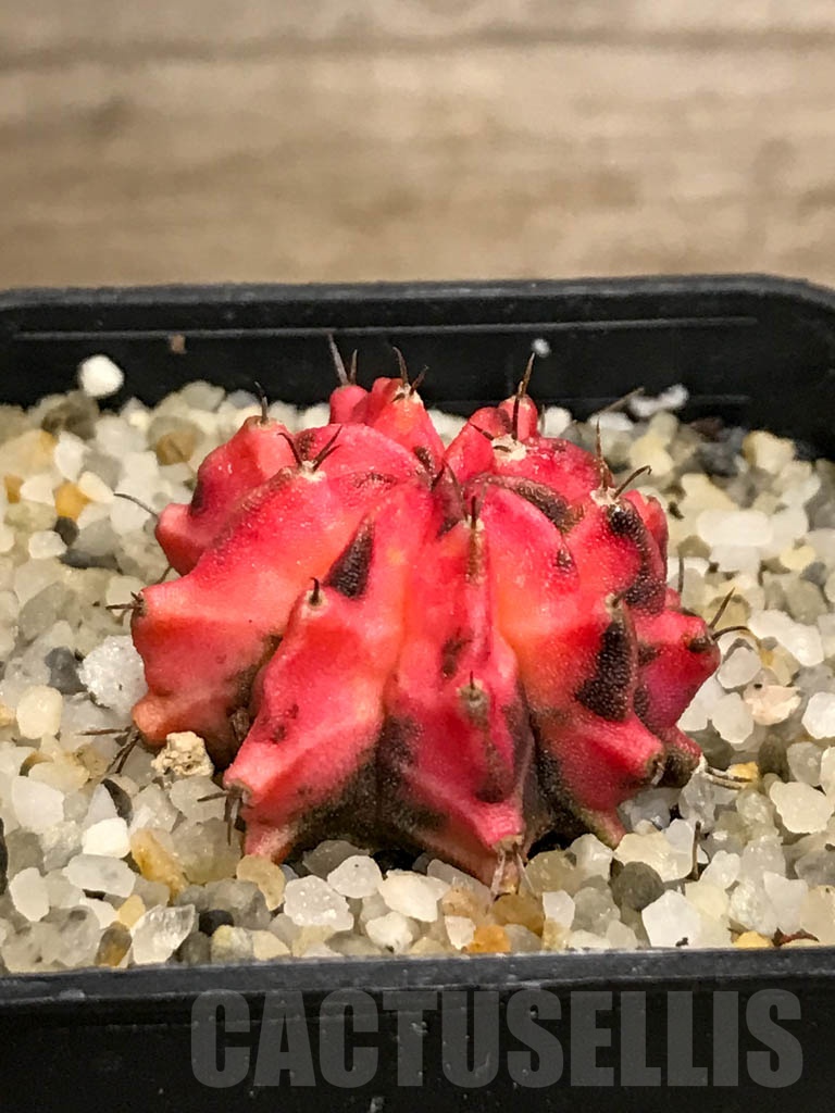 SHPR8722 Gymnocalycium friedrichii variegated - Image 2