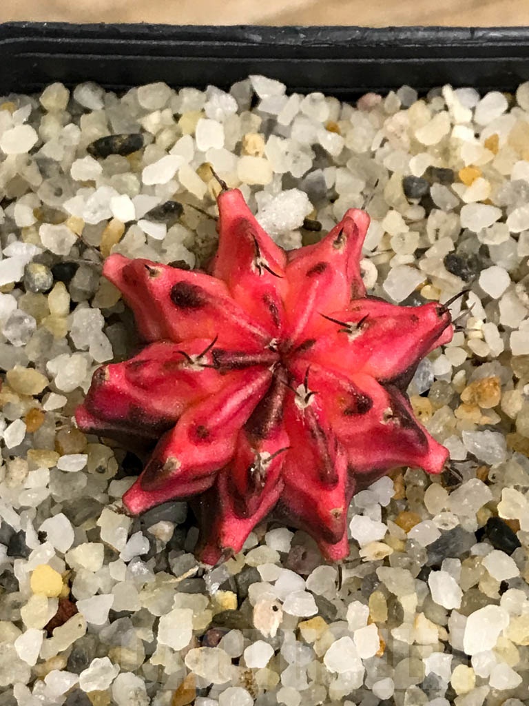 SHPR8722 Gymnocalycium friedrichii variegated