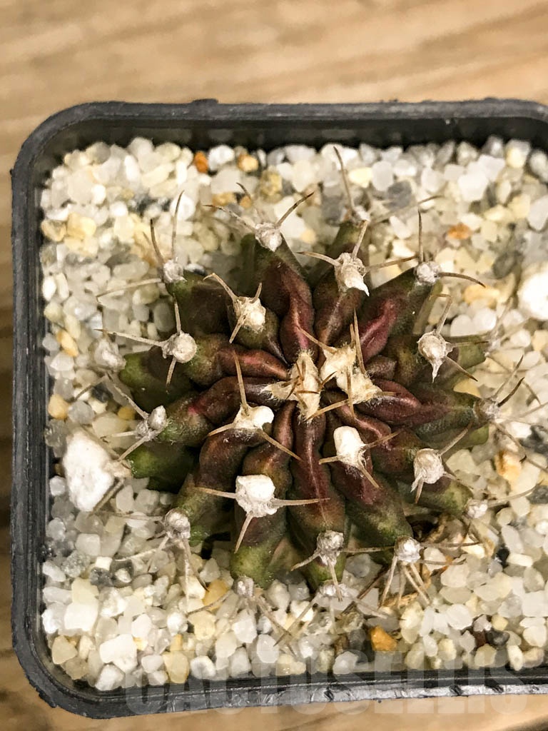 SHPR8727 Gymnocalycium friedrichii variegated hybrid - Image 3