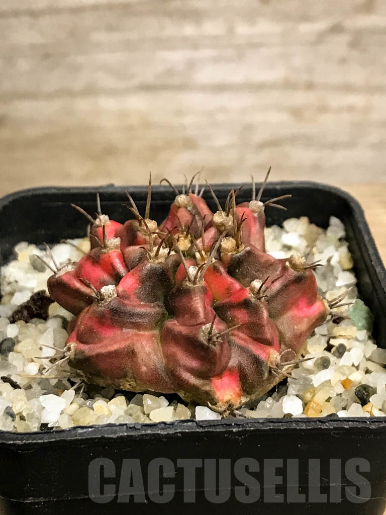 SHPR8732 Gymnocalycium friedrichii variegated - immagine 2