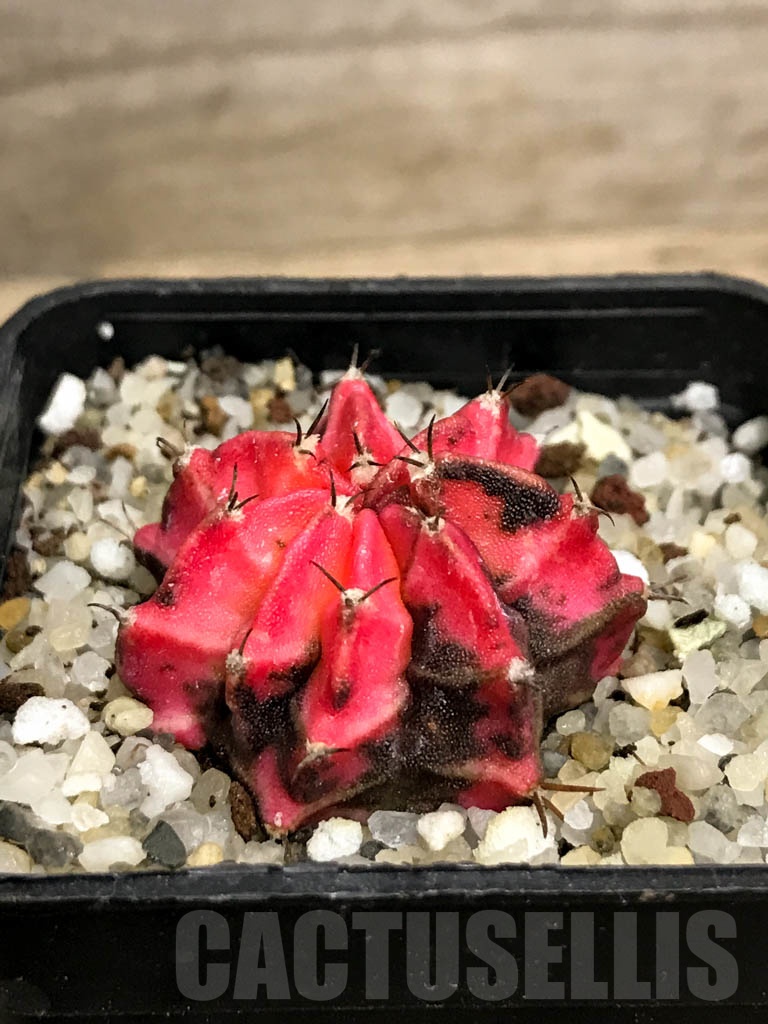 SHPR8733 Gymnocalycium friedrichii variegated