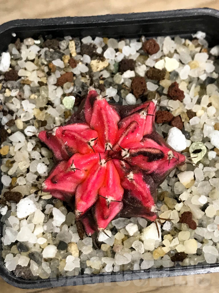 SHPR8733 Gymnocalycium friedrichii variegated – Image 3