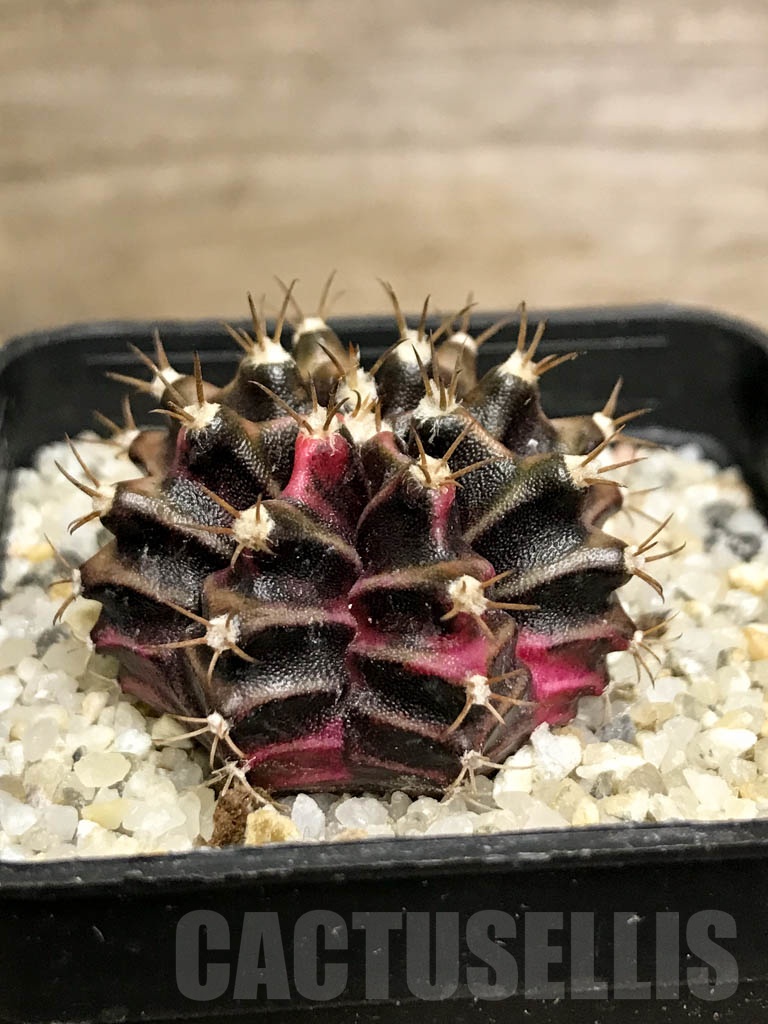 SHPR8736 Gymnocalycium friedrichii variegated