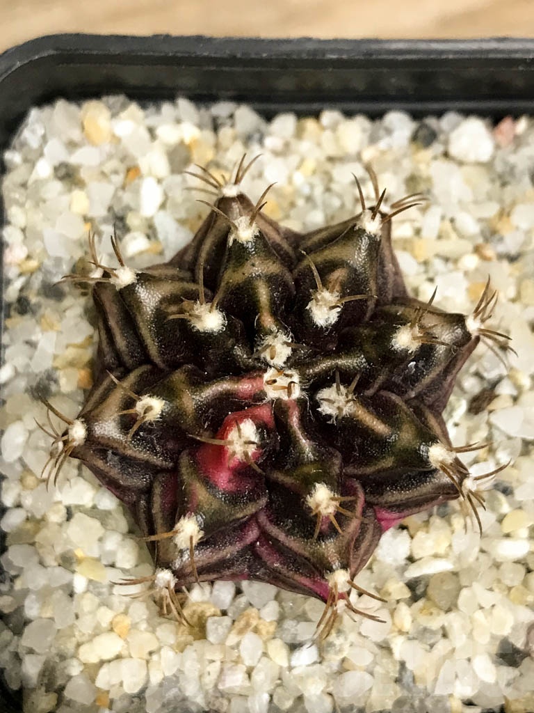 SHPR8736 Gymnocalycium friedrichii variegated - Image 3