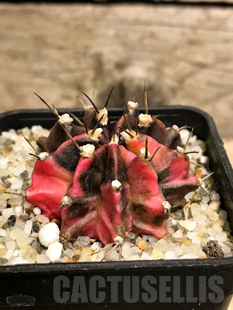SHPR8739 Gymnocalycium friedrichii variegated