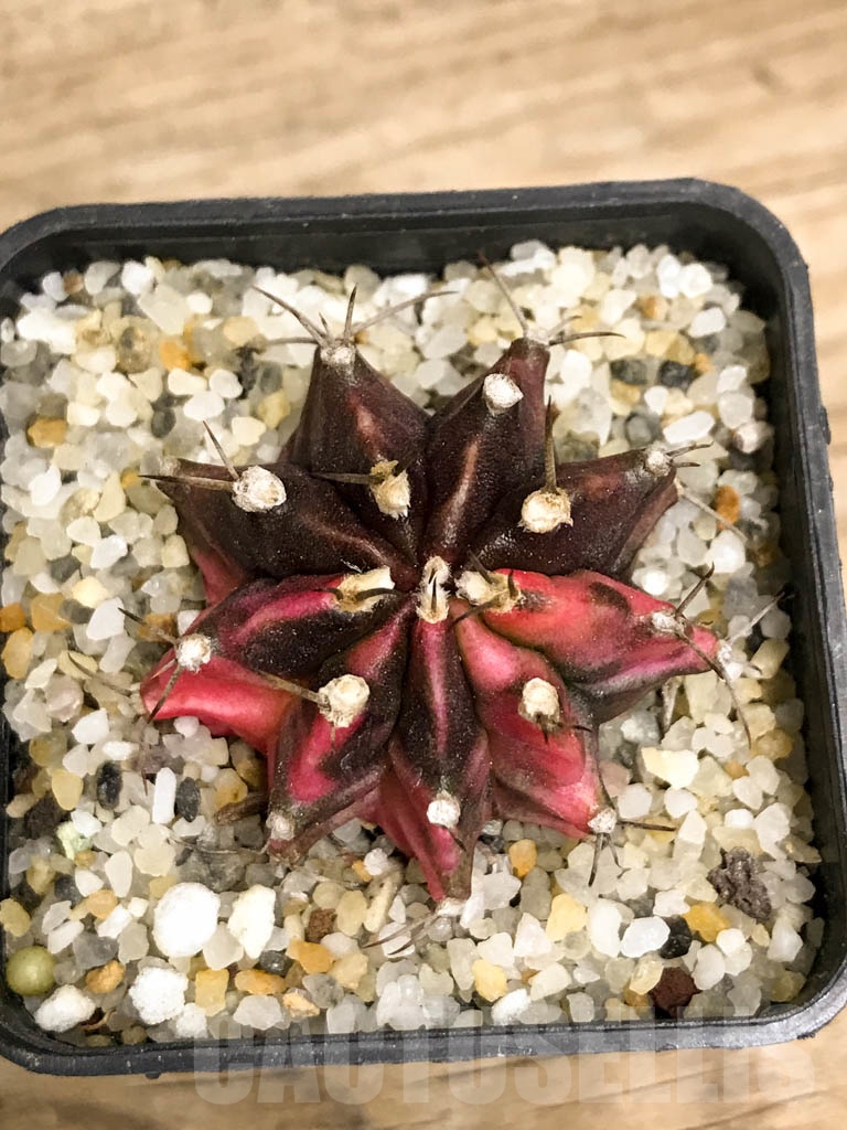 SHPR8739 Gymnocalycium friedrichii variegated - Image 3