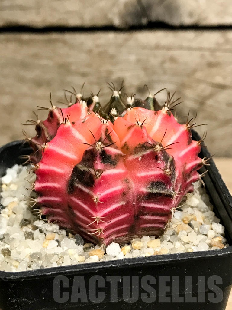 SHPR8742 Gymnocalycium friedrichii Agua Dulce LB 2178 hybrid variegated - Imagen 2