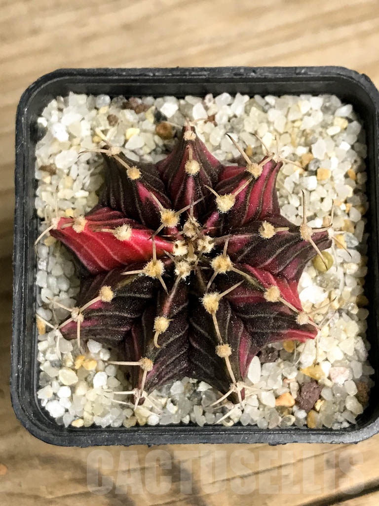 SHPR8743 Gymnocalycium friedrichii Agua Dulce LB 2178 hybrid variegated - Obrázek 3