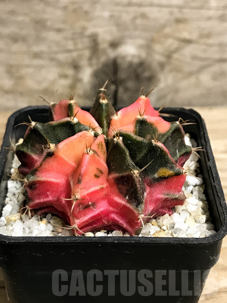 SHPR8745 Gymnocalycium friedrichii Agua Dulce LB 2178 hybrid variegated - Image 2