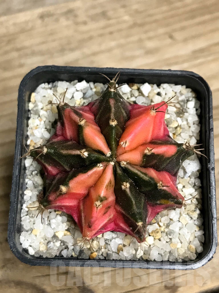 SHPR8745 Gymnocalycium friedrichii Agua Dulce LB 2178 hybrid variegated