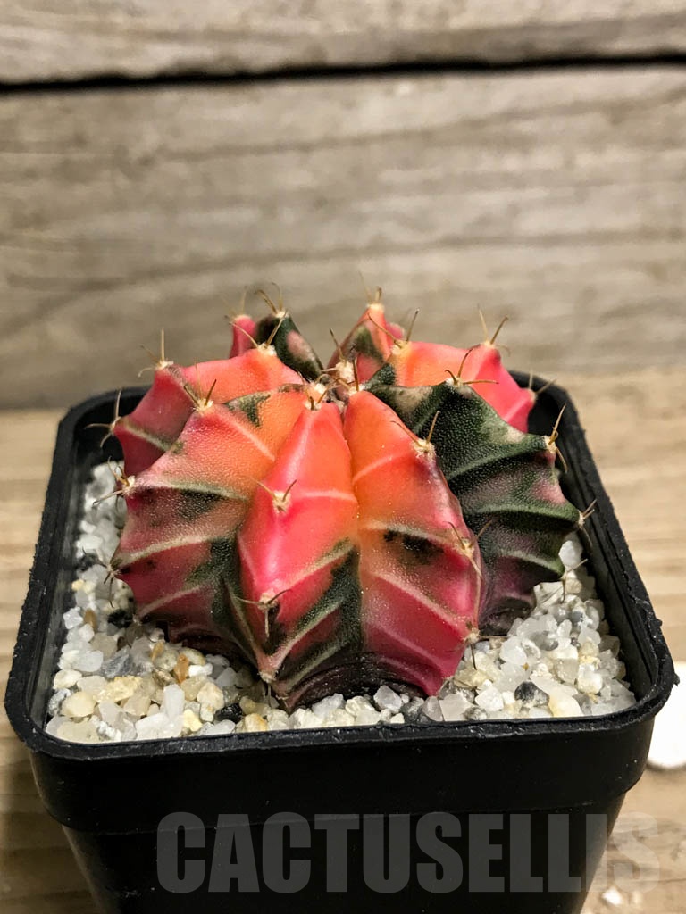 SHPR8746 Gymnocalycium friedrichii Agua Dulce LB 2178 hybrid variegated - Image 2