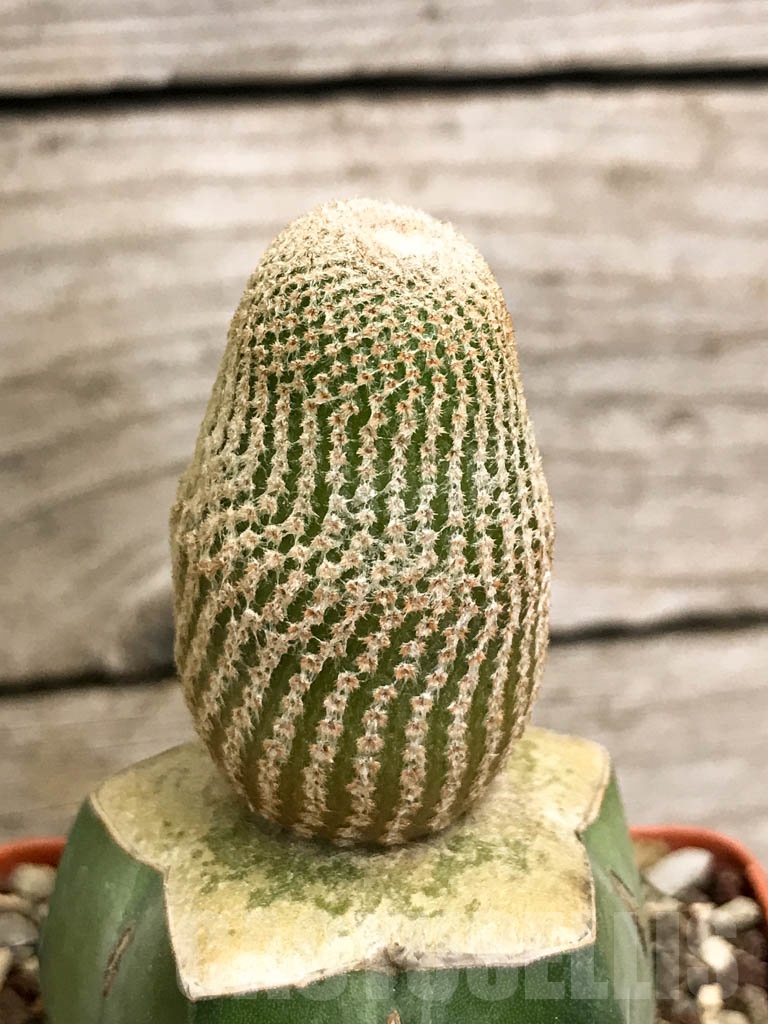 SHPR8748 Yavia cryptocarpa