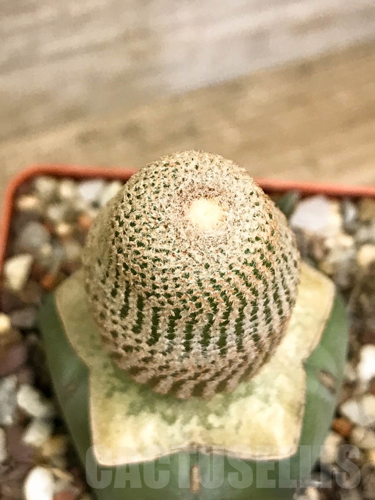 SHPR8748 Yavia cryptocarpa - Image 3