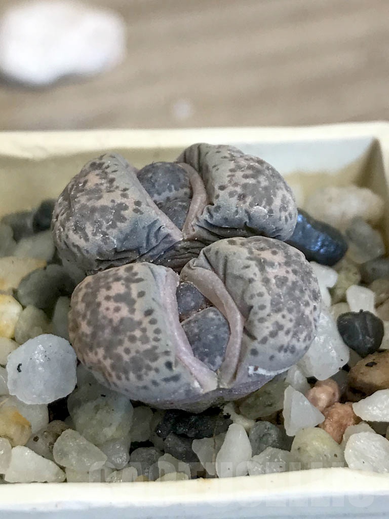 SHPR8752 Lithops terricolor C379, 60 km E of Prince Albert, South Africa, 2 heads - Imagen 2