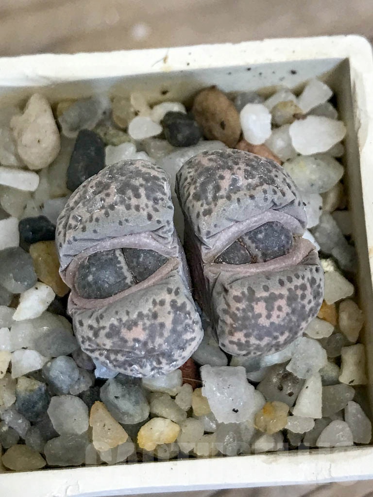 SHPR8752 Lithops terricolor C379, 60 km E of Prince Albert, South Africa, 2 heads