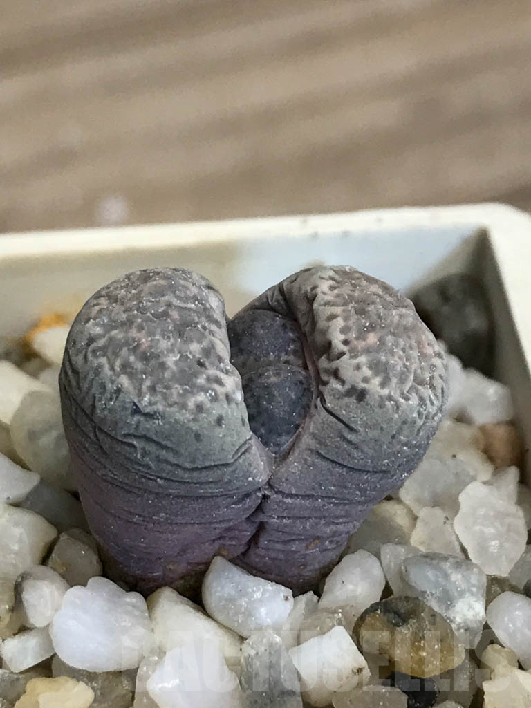 SHPR8753 Lithops terricolor C379, 60 km E of Prince Albert, South Africa - Image 2