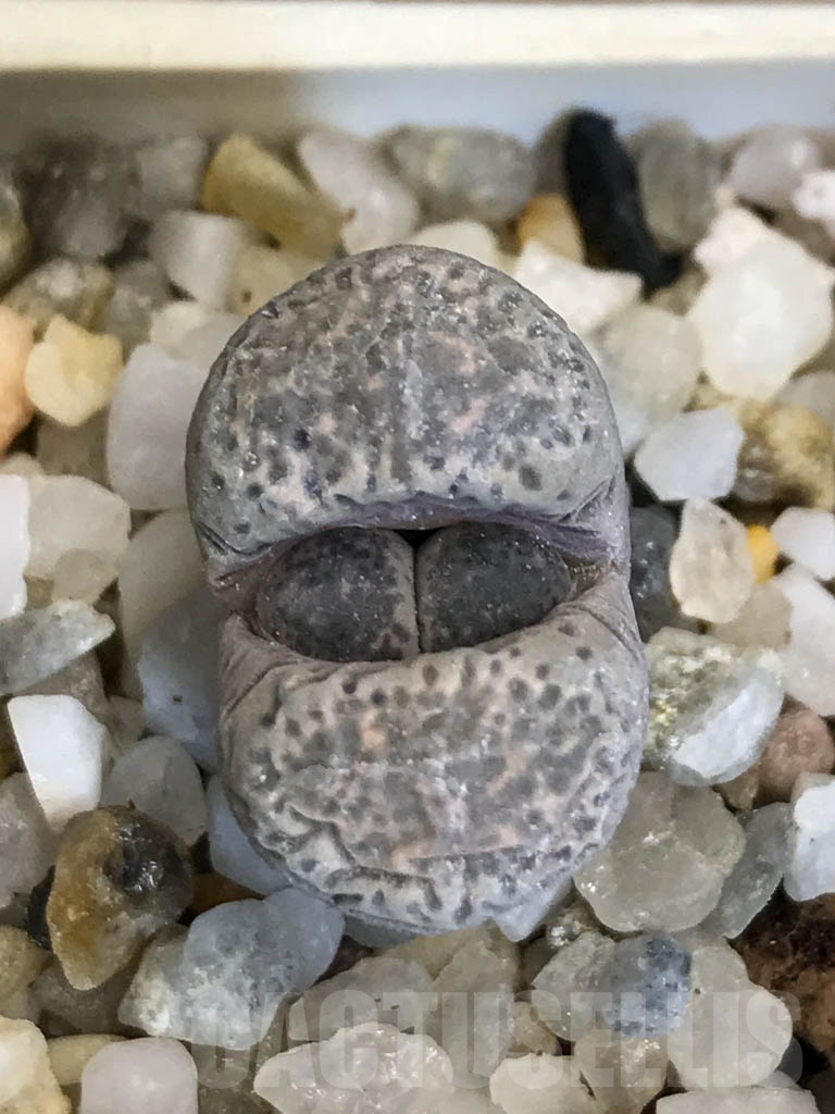 SHPR8753 Lithops terricolor C379, 60 km E of Prince Albert, South Africa