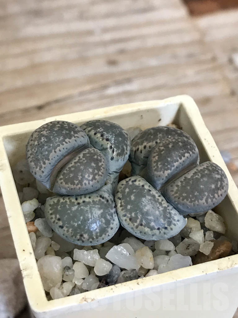 SHPR8756 Lithops terricolor C130, 30 km SW of Rietbron, South Africa, 2 heads - Imagen 2