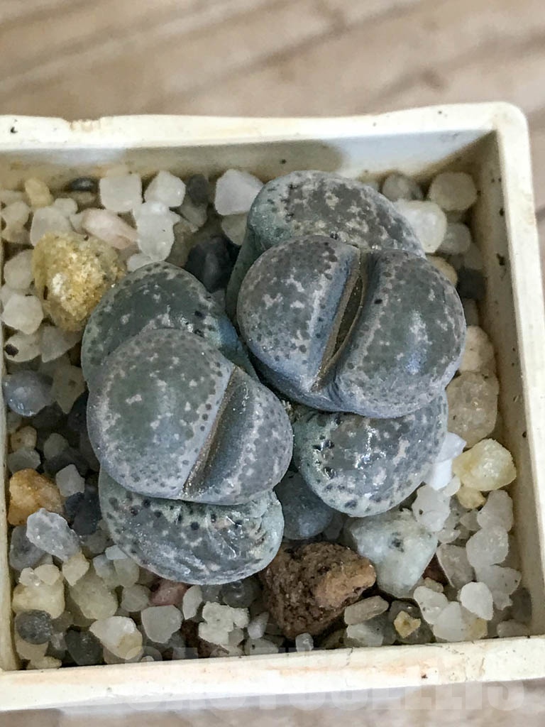 SHPR8756 Lithops terricolor C130, 30 km SW of Rietbron, South Africa, 2 heads - Imagen 4