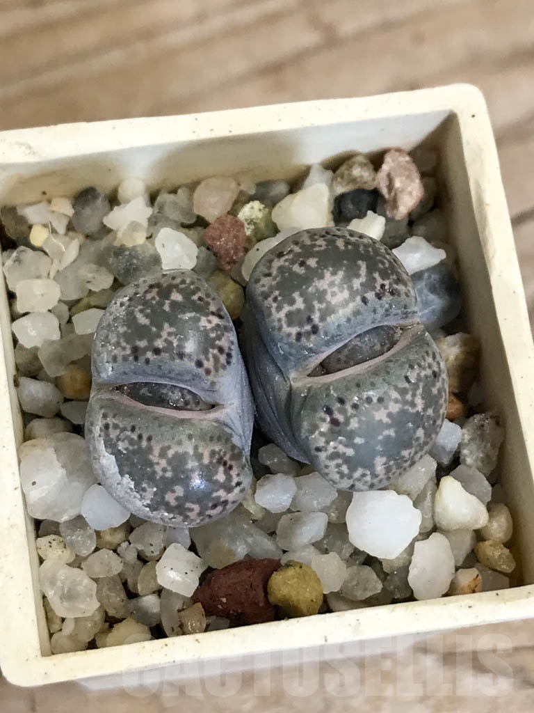 SHPR8756 Lithops terricolor C130, 30 km SW of Rietbron, South Africa, 2 heads - Imagen 5