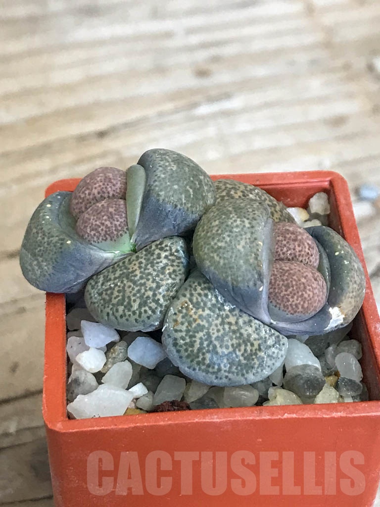 SHPR8758 Lithops terricolor C346, 30 km WNW of Prince Albert Road, South Africa, 2 heads - Image 2