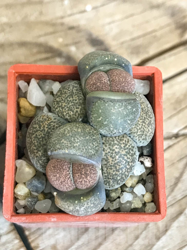 SHPR8758 Lithops terricolor C346, 30 km WNW of Prince Albert Road, South Africa, 2 heads - Image 3