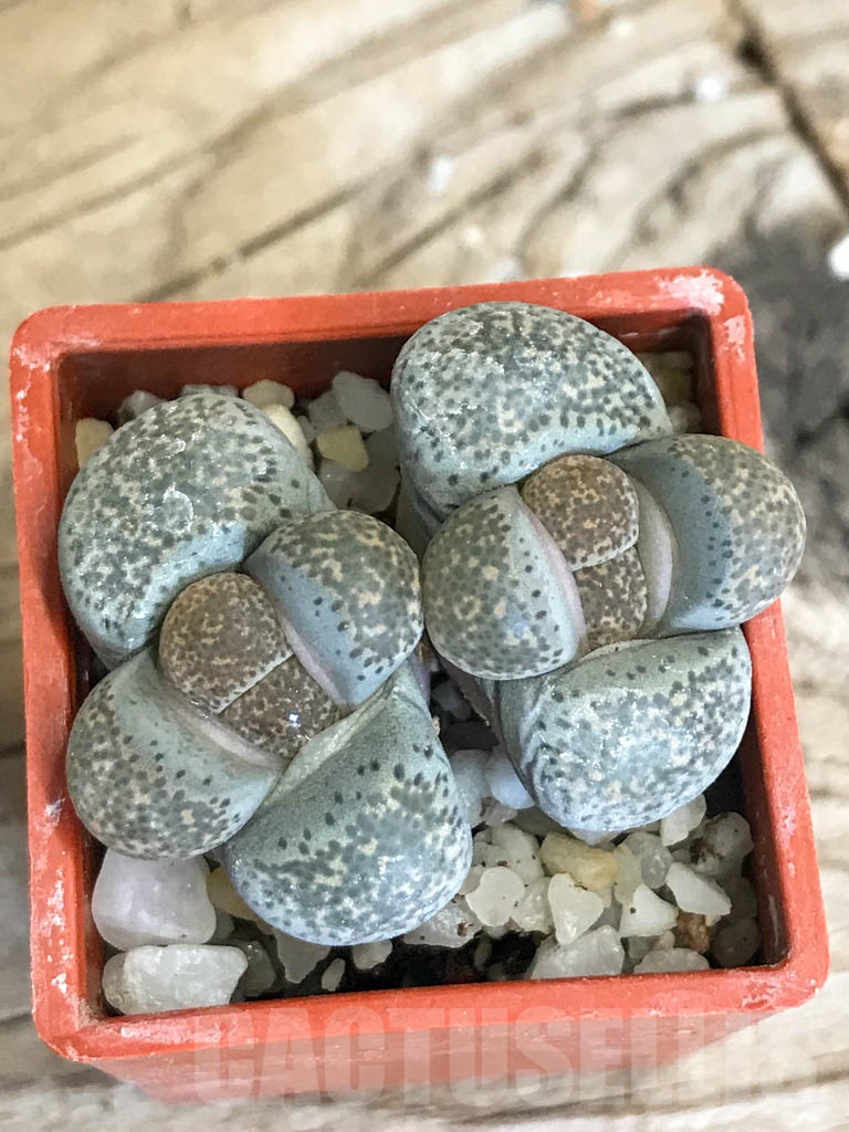 SHPR8758 Lithops terricolor C346, 30 km WNW of Prince Albert Road, South Africa, 2 heads