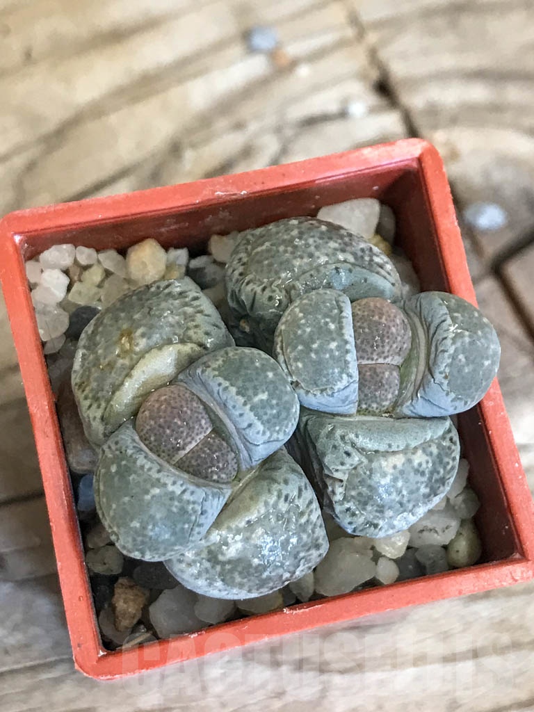 SHPR8758 Lithops terricolor C346, 30 km WNW of Prince Albert Road, South Africa, 2 heads - Image 5