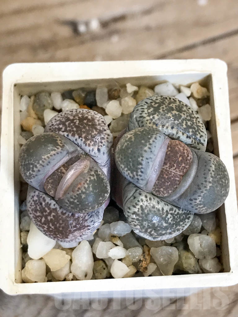 SHPR8758 Lithops terricolor C346, 30 km WNW of Prince Albert Road, South Africa, 2 heads - Image 6