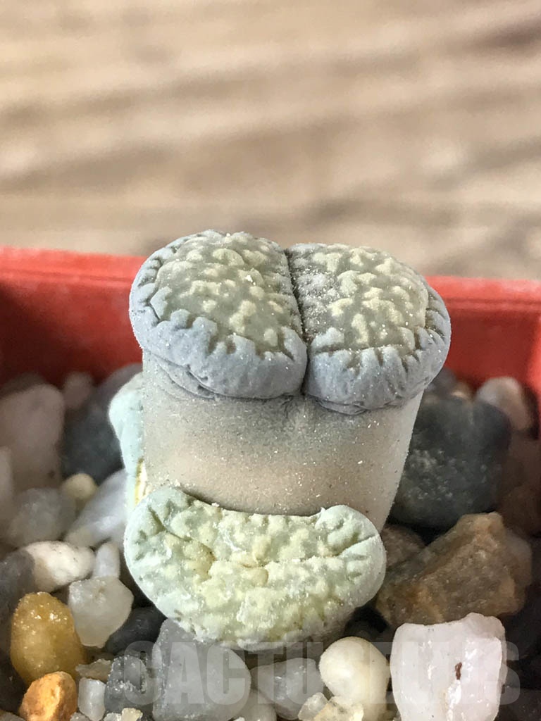 SHPR8759 Lithops salicola PV632, Hopetown, Annex, South Africa - Image 2