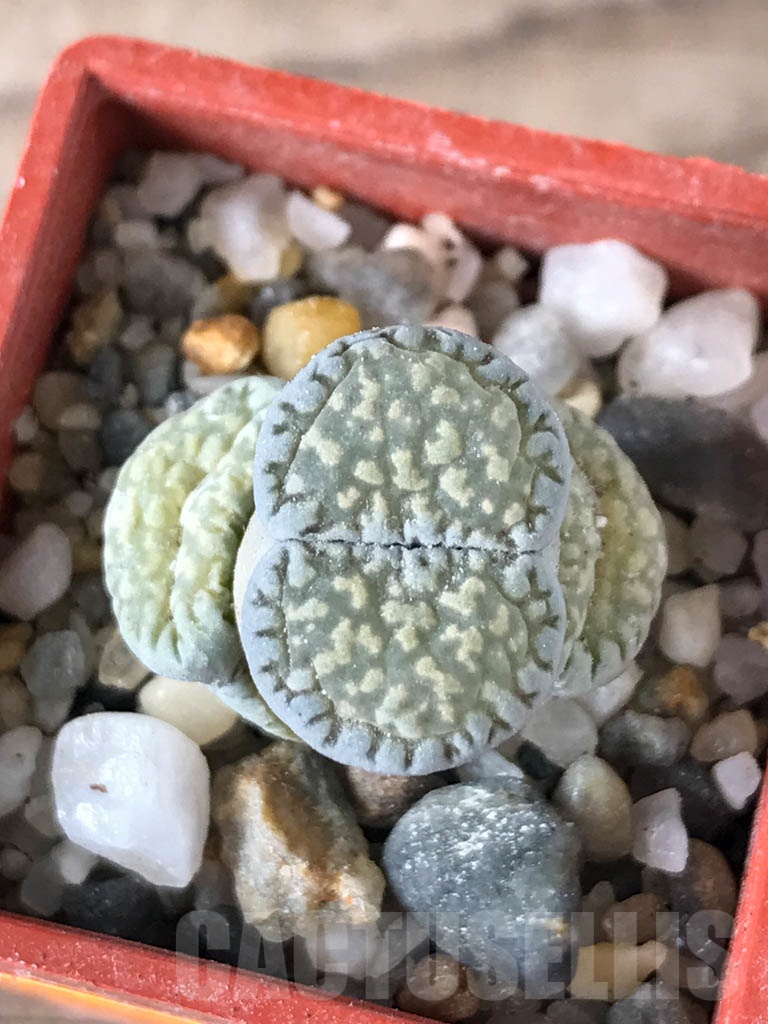 SHPR8759 Lithops salicola PV632, Hopetown, Annex, South Africa - Image 3
