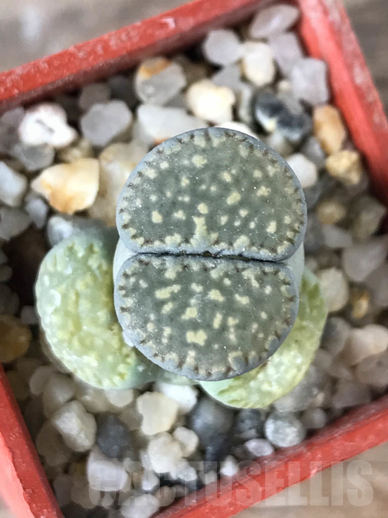 SHPR8759 Lithops salicola PV632, Hopetown, Annex, South Africa