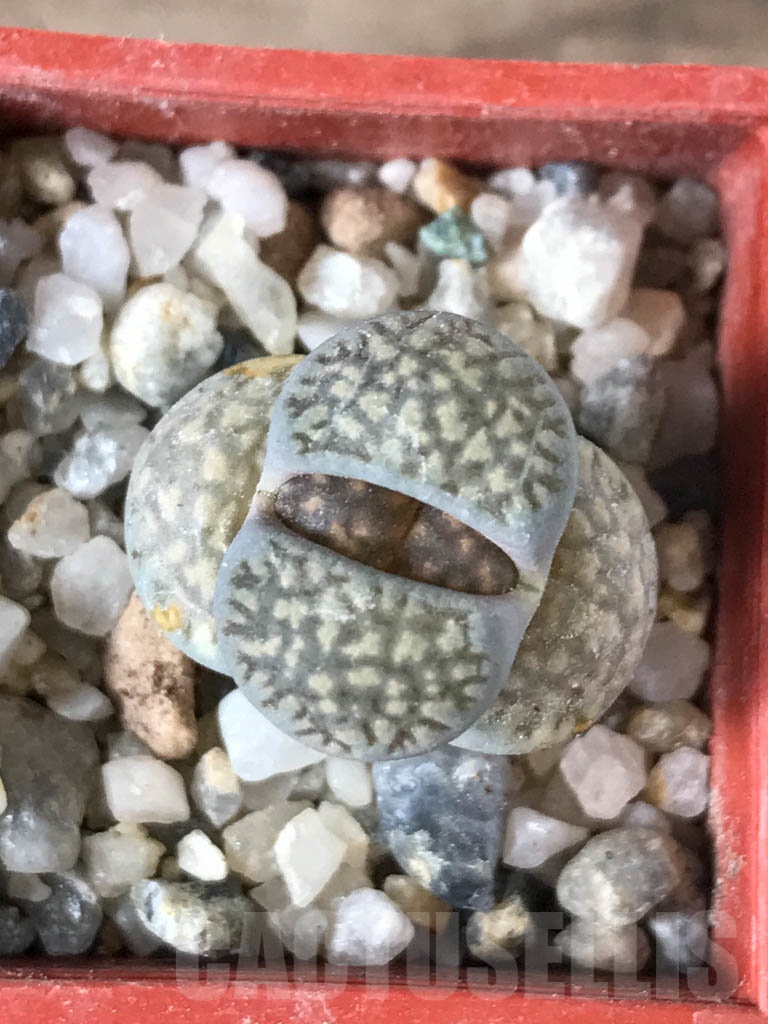 SHPR8759 Lithops salicola PV632, Hopetown, Annex, South Africa - Image 5