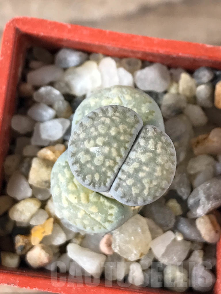 SHPR8759 Lithops salicola PV632, Hopetown, Annex, South Africa - Image 6
