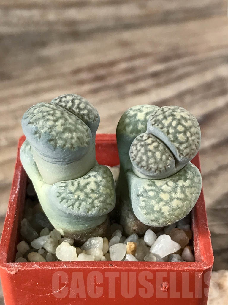 SHPR8760 Lithops salicola PV632, Hopetown, Annex, South Africa, 2 heads - Imagen 2