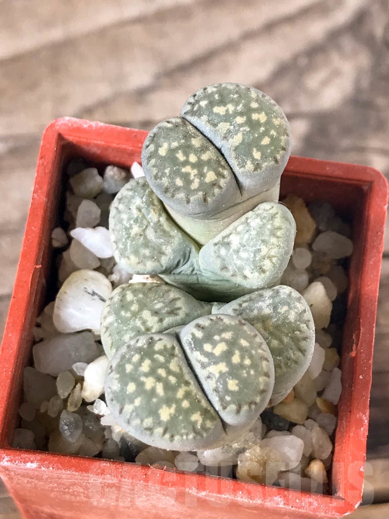 SHPR8760 Lithops salicola PV632, Hopetown, Annex, South Africa, 2 heads - Imagen 3