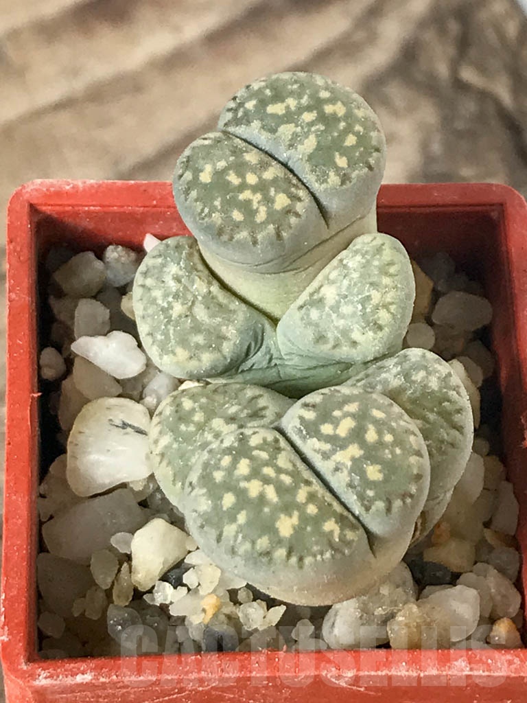 SHPR8760 Lithops salicola PV632, Hopetown, Annex, South Africa, 2 heads