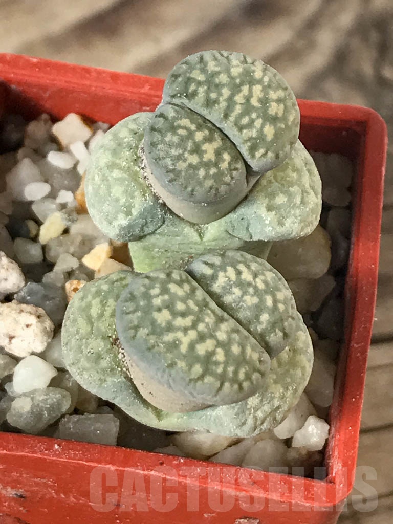 SHPR8760 Lithops salicola PV632, Hopetown, Annex, South Africa, 2 heads - Imagen 5