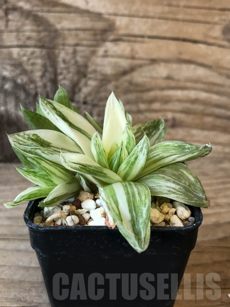 SHPR8761 Haworthia cymbiformis f. variegata - Image 2