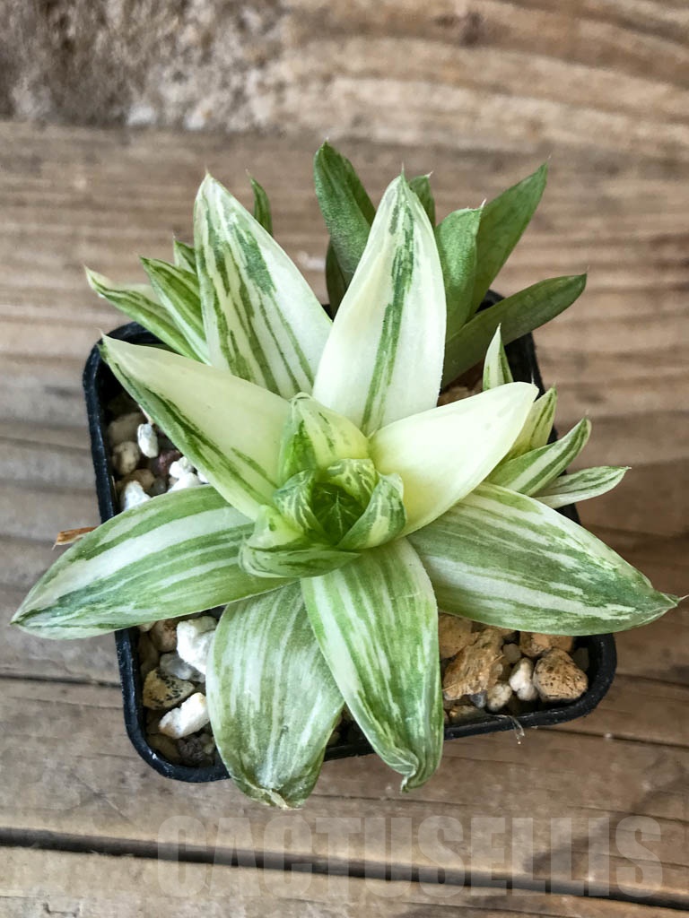 SHPR8761 Haworthia cymbiformis f. variegata