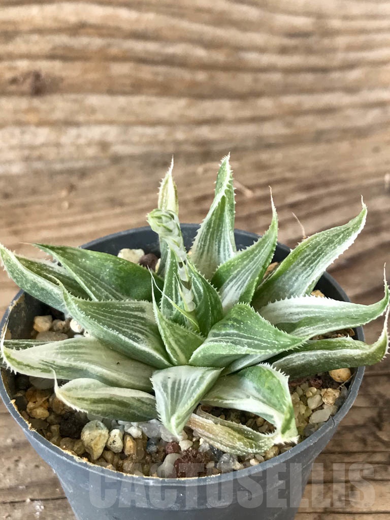 SHPR8766 Haworthia magnifica var. acuminata cv. Grey Ghost