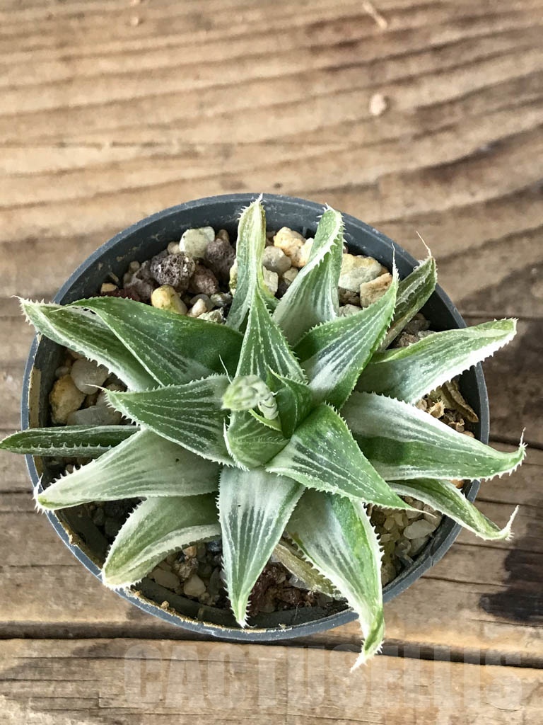 SHPR8766 Haworthia magnifica var. acuminata cv. Grey Ghost - Image 3